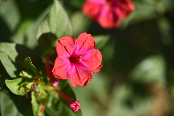 夏日阳光明媚的花园里 盛开着美丽的花朵 — 图库照片