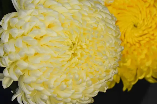 暗い背景 夏のコンセプト 近景の美しい菊 — ストック写真