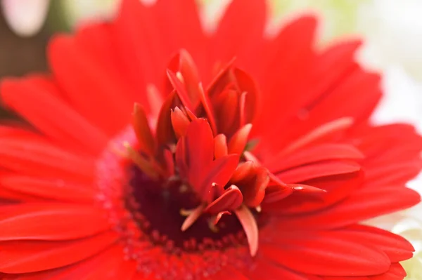 Close Amazing Flowers Blossom — Stock Photo, Image