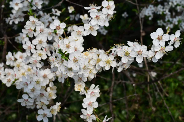 Branches Pommier Avec Belles Fleurs Blanches Gros Plan Concept Printemps — Photo