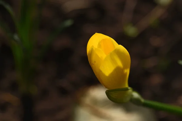Schöne Gelbe Blume Wächst Garten Sonnigen Sommertag — Stockfoto