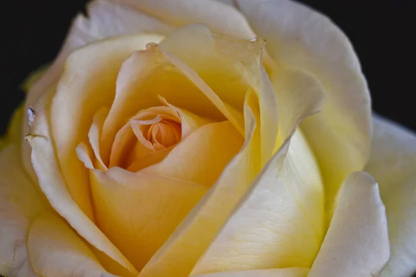 Schöne Rosenblüte Auf Dunklem Hintergrund Sommerkonzept Nahsicht — Stockfoto