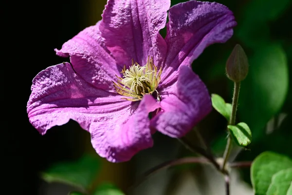 Hermosas Flores Que Crecen Jardín Verano Día Soleado — Foto de Stock