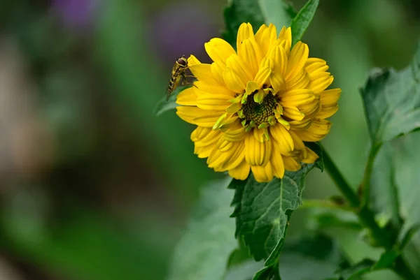 Açık Havada Yetişen Güzel Çiçekler Yaz Konsepti Yakın Manzara — Stok fotoğraf