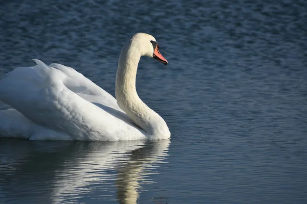 Belo Cisne Branco Nadando Superfície Água Lago Dia Verão — Fotografia de Stock