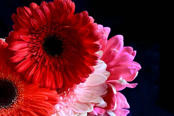 Красивые Цветы Герберы Темном Фоне Летняя Концепция Вид Сверху — стоковое фото