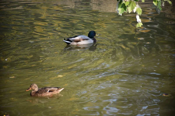 Hermosos Patos Blancos Nadando Superficie Del Agua Del Lago Día —  Fotos de Stock