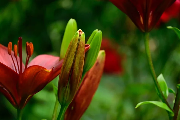 Красивые Цветы Лилии Растущие Саду Летний Солнечный День — стоковое фото
