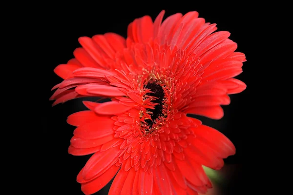 Flores Bonitas Fundo Escuro Conceito Verão Vista Próxima — Fotografia de Stock