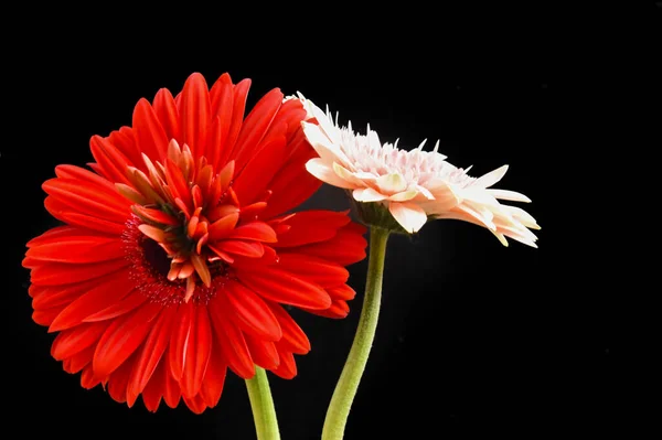 stock image Close up of amazing flowers blossom