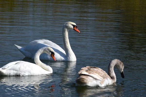 Hermosos Cisnes Blancos Nadando Superficie Del Agua Del Lago Día — Foto de Stock