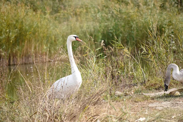 Beautiful Cute Swans Shore Summer Day — Stock Photo, Image