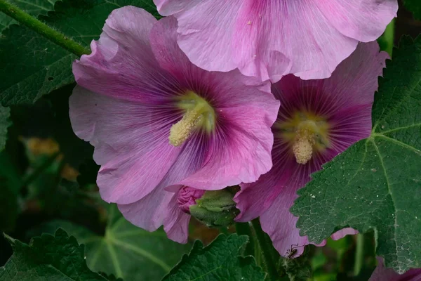 Hermosas Flores Que Crecen Jardín Verano Día Soleado — Foto de Stock