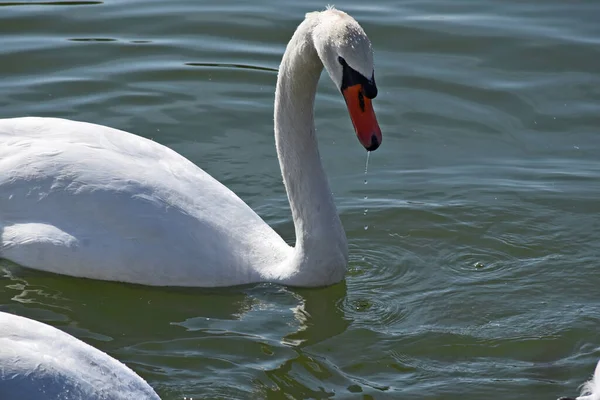 Hermosos Cisnes Blancos Nadando Superficie Del Agua Del Lago Día —  Fotos de Stock