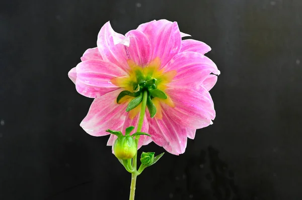 Schöne Blumen Auf Dunklem Hintergrund Sommerkonzept Nahsicht — Stockfoto