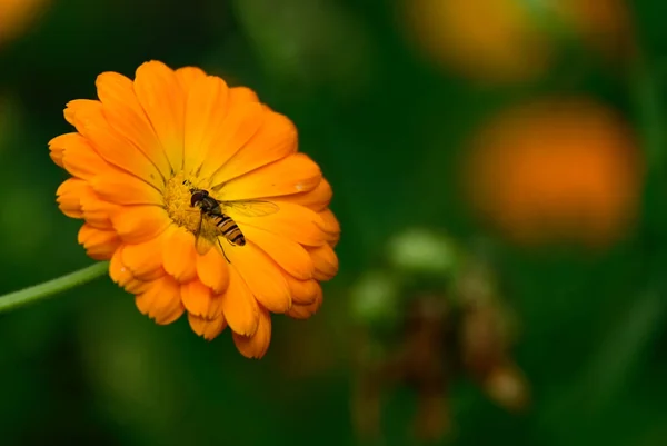 Schöne Blume Wächst Freien Sommerkonzept Nahsicht — Stockfoto