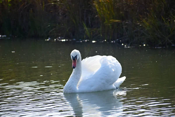 Красивый Белый Лебедь Купающийся Поверхности Озера Летний День — стоковое фото