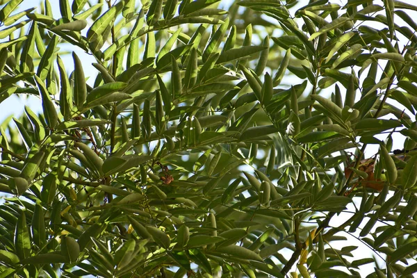 Πράσινα Φύλλα Φυτών Στον Κήπο Την Ηλιόλουστη Μέρα — Φωτογραφία Αρχείου