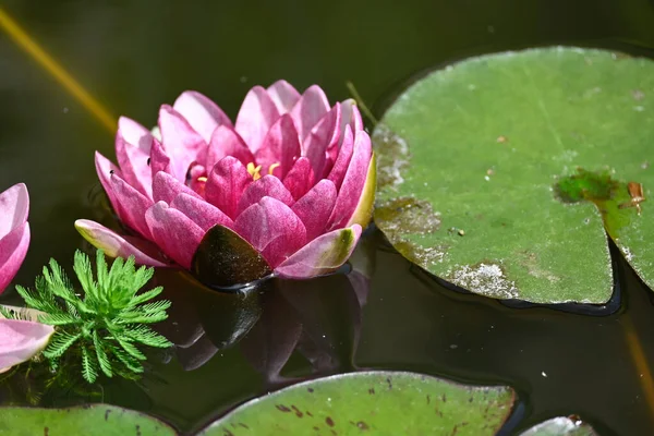 Vackra Blommande Lotusblommor Som Växer Damm Sommardagen — Stockfoto