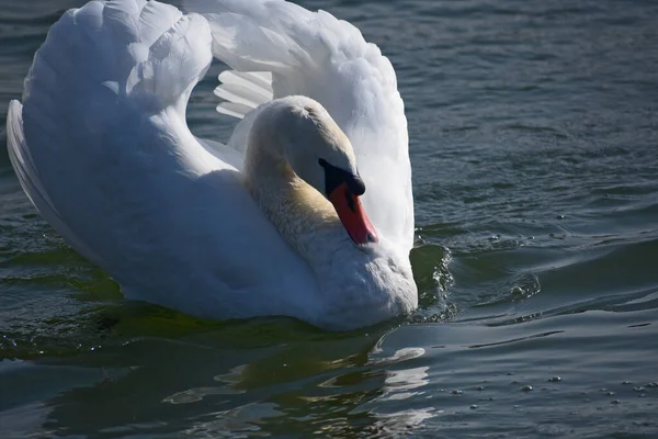 Krásná Bílá Labuť Plavání Vodní Hladině Jezera Letní Den — Stock fotografie