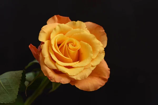 Zerbrechliche Rosen Blühen Auf Dunklem Hintergrund — Stockfoto