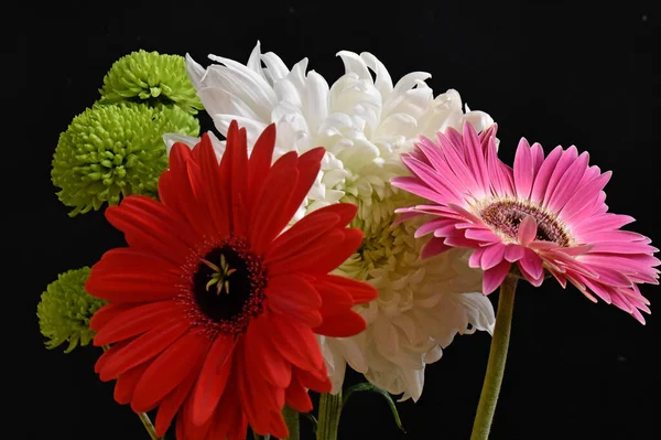 Close Amazing Flowers Blossom — Stock Photo, Image