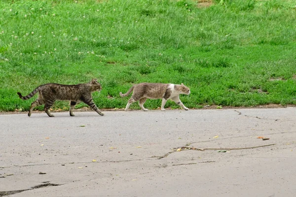 夏の日に遊びに来た可愛い猫たち — ストック写真