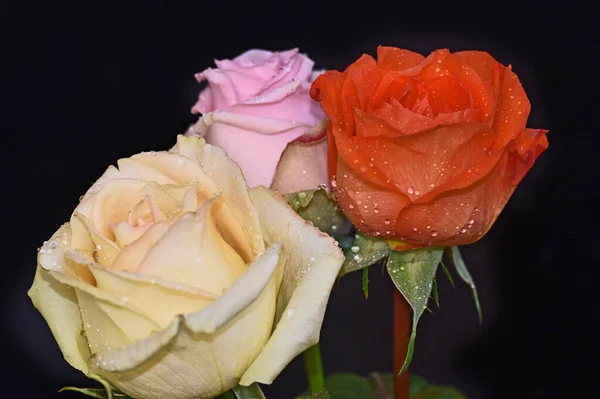 Rosas Bonitas Fundo Escuro Conceito Verão Vista Próxima — Fotografia de Stock