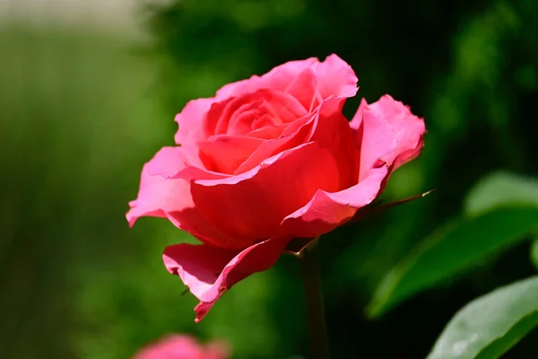 夏天阳光明媚的日子 花园里长着美丽的玫瑰 — 图库照片