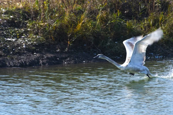 Красивый Белый Лебедь Летит Над Поверхностью Озера Летний День — стоковое фото