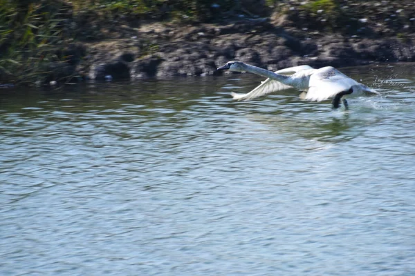 Hermoso Cisne Blanco Volando Sobre Superficie Del Agua Del Lago — Foto de Stock