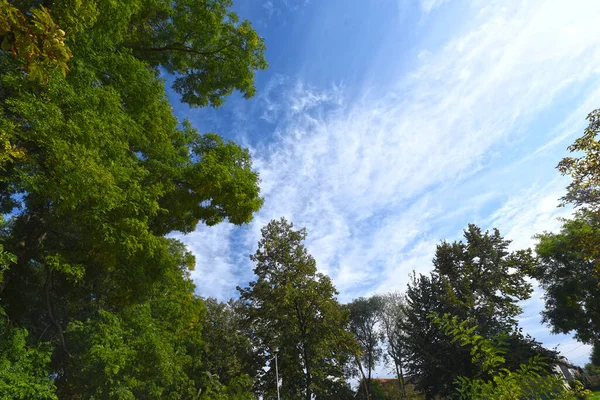 Äste Mit Grünen Blättern Auf Blauem Himmel Hintergrund — Stockfoto
