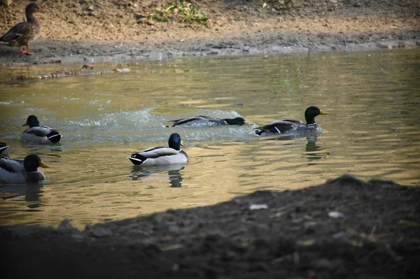 Belos Patos Brancos Nadando Superfície Água Lago Dia Verão — Fotografia de Stock