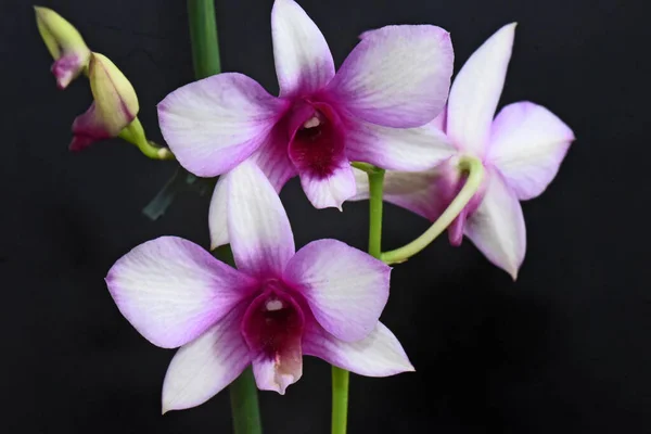 Bellissimi Fiori Orchidea Sfondo Scuro Concetto Estivo Vista Vicino — Foto Stock