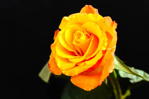 Хрупкие Розы Цветут Темном Фоне — стоковое фото