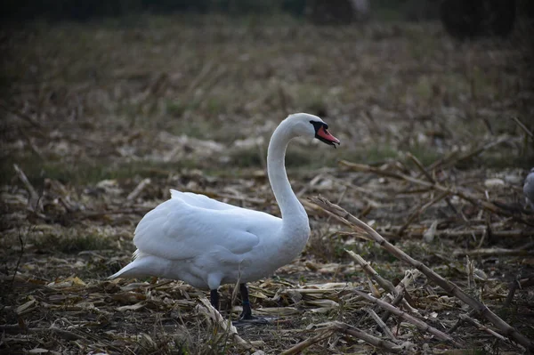 Beau Cygne Mignon Sur Rivage Jour Été — Photo