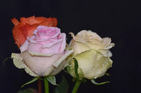 Rosas Bonitas Fundo Escuro Conceito Verão Vista Próxima — Fotografia de Stock