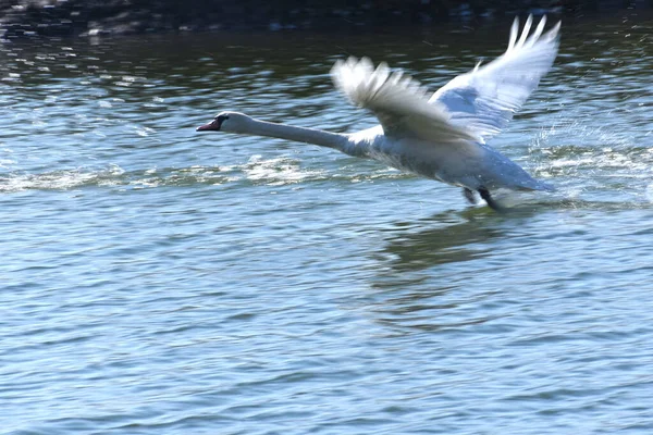 Schöner Weißer Schwan Fliegt Sommertagen Über Die Wasseroberfläche Des Sees — Stockfoto