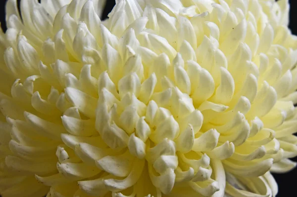 Belle Fleur Chrysanthème Poussant Dans Jardin Journée Ensoleillée Été — Photo