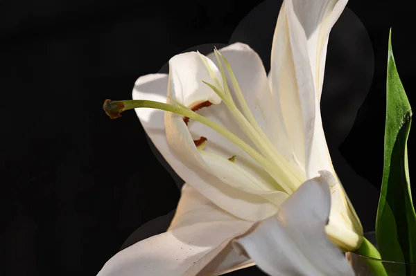 Bela Flor Lírio Fundo Escuro Conceito Verão Vista Próxima — Fotografia de Stock