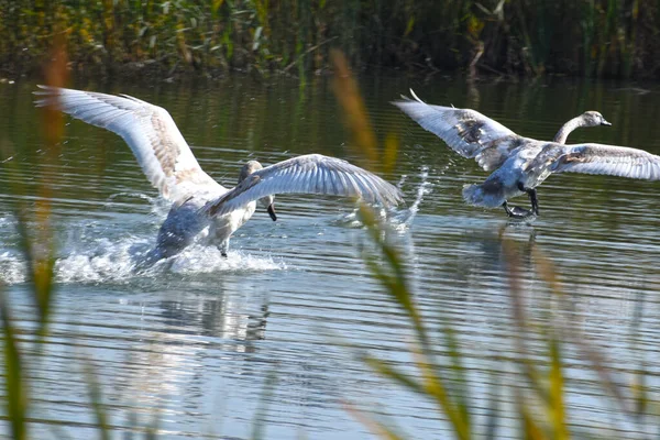 Belos Cisnes Brancos Voando Sobre Superfície Água Lago Dia Verão — Fotografia de Stock