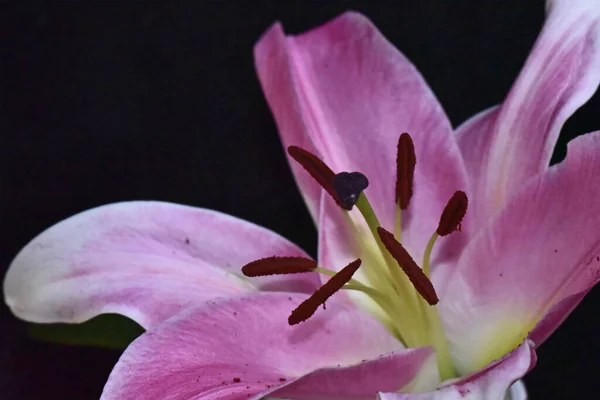 Nanılmaz Çiçeklerin Açtığı Yere Yakın — Stok fotoğraf