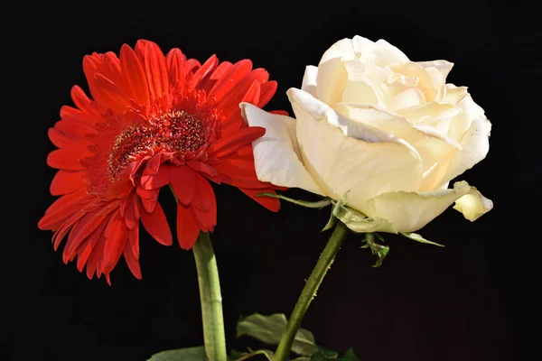 Beautiful Gerbera Rose Flowers Dark Background Summer Concept Close View — Stock Photo, Image
