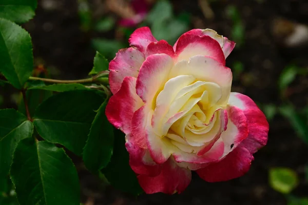 Bräckliga Rosor Blommar Mörk Bakgrund — Stockfoto