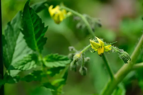 Bellissimi Fiori Che Crescono All Aperto Concetto Estivo Vista Vicino — Foto Stock