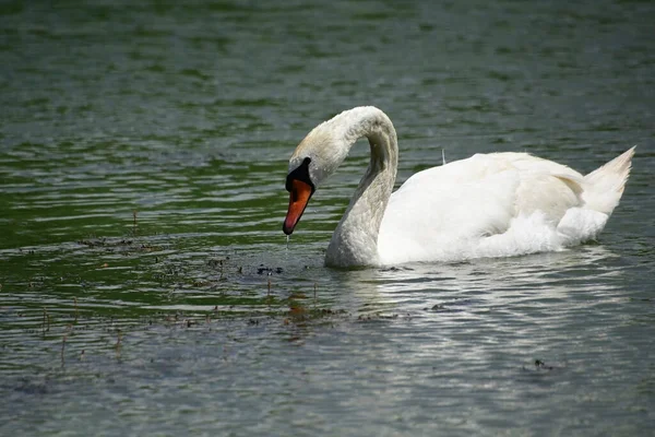 夏の日には白い白鳥が水面を泳いでいます — ストック写真