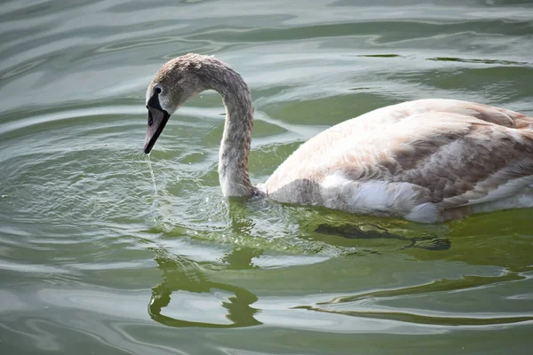 Hermoso Cisne Blanco Nadando Superficie Del Agua Del Lago Día —  Fotos de Stock