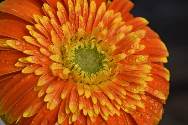 Piękna Gerbera Ciemnym Tle Koncepcja Latem Widok Bliska — Zdjęcie stockowe