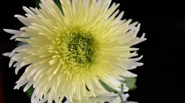 Krásný Chryzantémový Květ Reflexí Tmavém Pozadí Letní Koncept Zblízka — Stock fotografie
