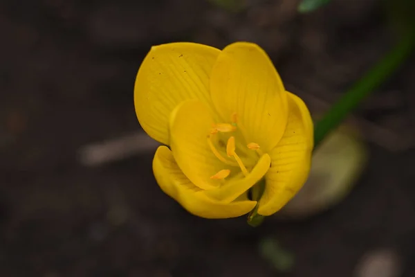 Красива Жовта Квітка Росте Саду Літній Сонячний День — стокове фото
